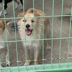 예산군 겨자색 믹스견 암컷