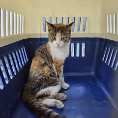 예산군 검은색흰색황토색조합 한국 고양이 암컷