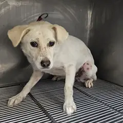 태안군 흰색 믹스견 암컷