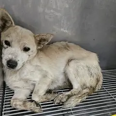 태안군 옅은 황색 믹스견 암컷