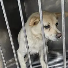태안군 흰색 믹스견 암컷