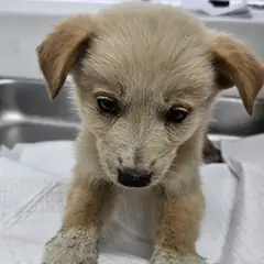 태안군 옅은 황색 믹스견 수컷