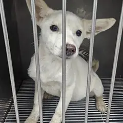 태안군 흰색 믹스견 암컷