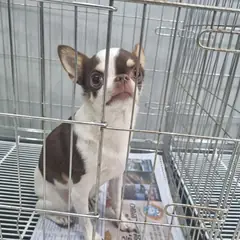 태안군 갈색&흰색 치와와 수컷