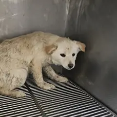 태안군 옅은 황색 믹스견 암컷