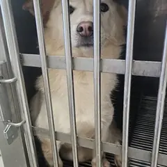 태안군 흰색 믹스견 암컷