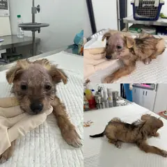 당진시 검정 황갈색&흰색 믹스견 수컷