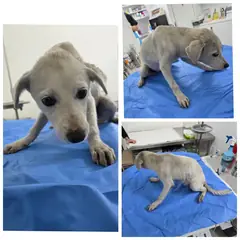 당진시 흰색 믹스견 암컷