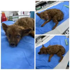 당진시 갈색&검정 믹스견 암컷