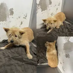 당진시 갈색&흰색 믹스견 수컷