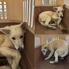 당진시 흰색 믹스견 암컷
