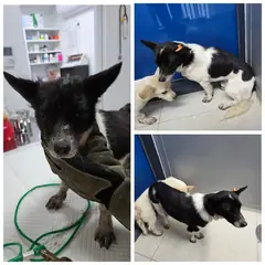 당진시 기타(흰,갈,검) 믹스견 수컷