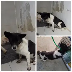 당진시 검정&흰색 믹스견 암컷