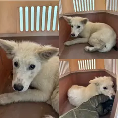 당진시 흰색 믹스견 수컷