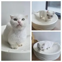 당진시 흰색 먼치킨 암컷