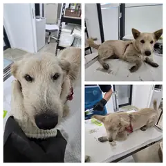 당진시 크림색 믹스견 수컷