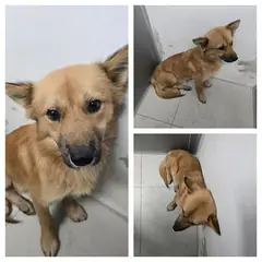 당진시 갈색 믹스견 수컷