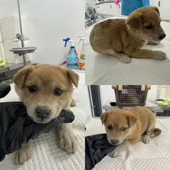 당진시 갈색&흰색 믹스견 암컷
