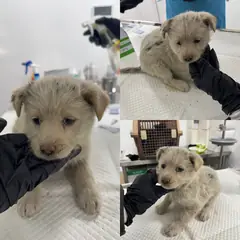 당진시 흰색 믹스견 암컷