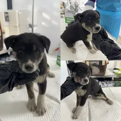 당진시 기타(검,갈,흰) 믹스견 수컷