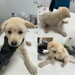 당진시 흰색&황갈색 믹스견 수컷