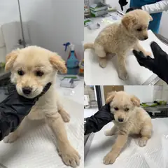당진시 흰색&황갈색 믹스견 암컷