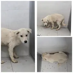 당진시 흰색 믹스견 수컷