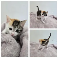 당진시 기타(흰,검,노) 한국 고양이 암컷