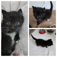 당진시 기타(검,흰) 한국 고양이 수컷