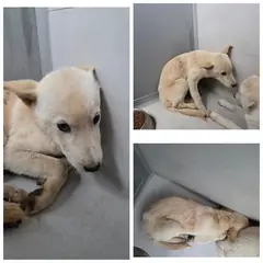 당진시 흰색 믹스견 수컷