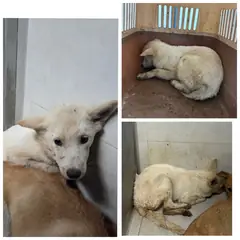 당진시 흰색 믹스견 암컷