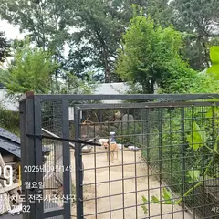 전주시 흰색 믹스견 암컷