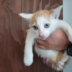 전주시 기타(노랑+흰색) 한국 고양이 수컷