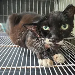 전주시 기타(흰색검정) 한국 고양이 암컷