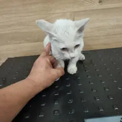전주시 기타(흰색) 믹스묘 수컷