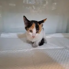 전주시 기타(삼색) 한국 고양이 암컷