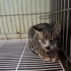 전주시 기타(고등어) 한국 고양이 수컷