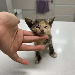 전주시 검은색흰색황토색조합 한국 고양이 암컷