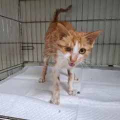 전주시 기타(흰색갈색) 한국 고양이 수컷