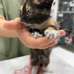 전주시 검은색흰색황토색조합 한국 고양이 암컷