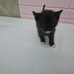 전주시 기타(흰색검정) 한국 고양이 수컷