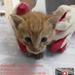 전주시 레몬색&흰색 한국 고양이 수컷