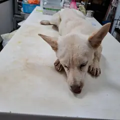 전주시 흰색 믹스견 암컷