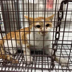 전주시 레몬색&흰색 한국 고양이 암컷