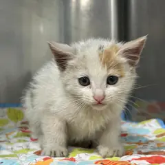 전주시 검은색흰색황토색조합 한국 고양이 암컷