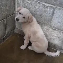 군산시 흰색 믹스견 수컷
