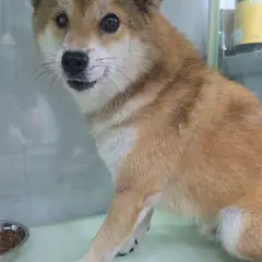 군산시 황갈색 시바 수컷
