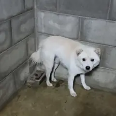 군산시 흰색 믹스견 수컷