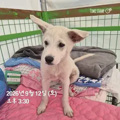 군산시 흰색 믹스견 수컷