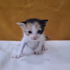군산시 기타(삼색) 믹스묘 암컷